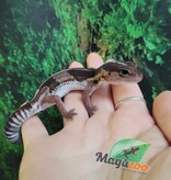 Magazoo Baby Fat-tailed Gecko