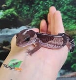 Magazoo Gecko à queue grasse bébé