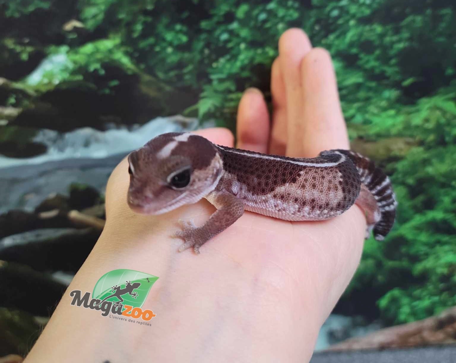 Magazoo Baby Fat-tailed Gecko