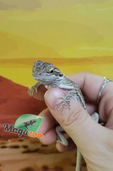 Magazoo Baby Bearded dragon #2