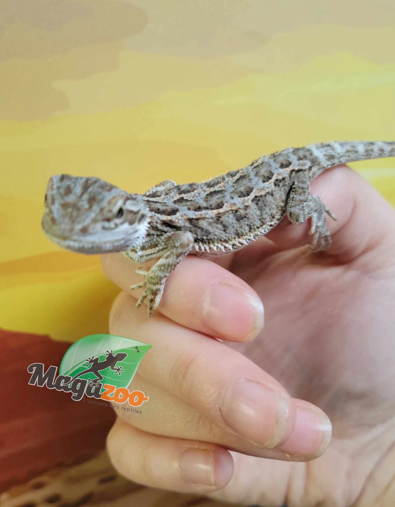 Magazoo Baby Bearded dragon #2