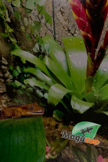 Magazoo Gecko à crête Brindle Juvénile