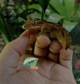 Magazoo Gecko à crête Dalmatien Juvénile (pas de queue) #6