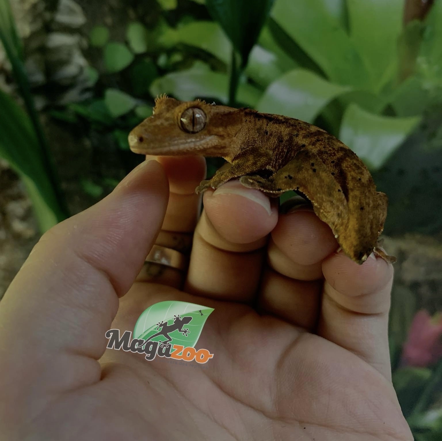 Magazoo Gecko à crête Dalmatien Juvénile (pas de queue) #6