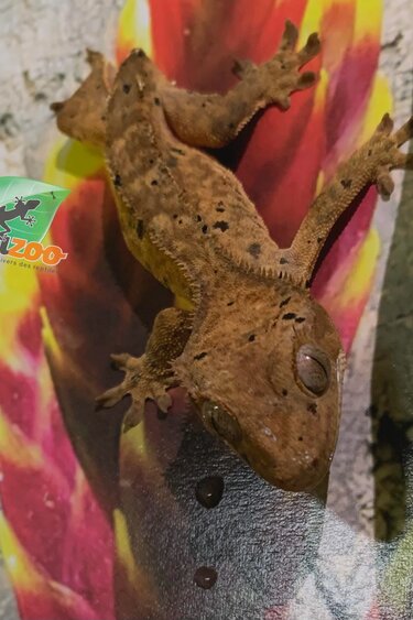 Magazoo Gecko à crête Dalmatien Juvénile (pas de queue) #5 Adoption - 2ième chance