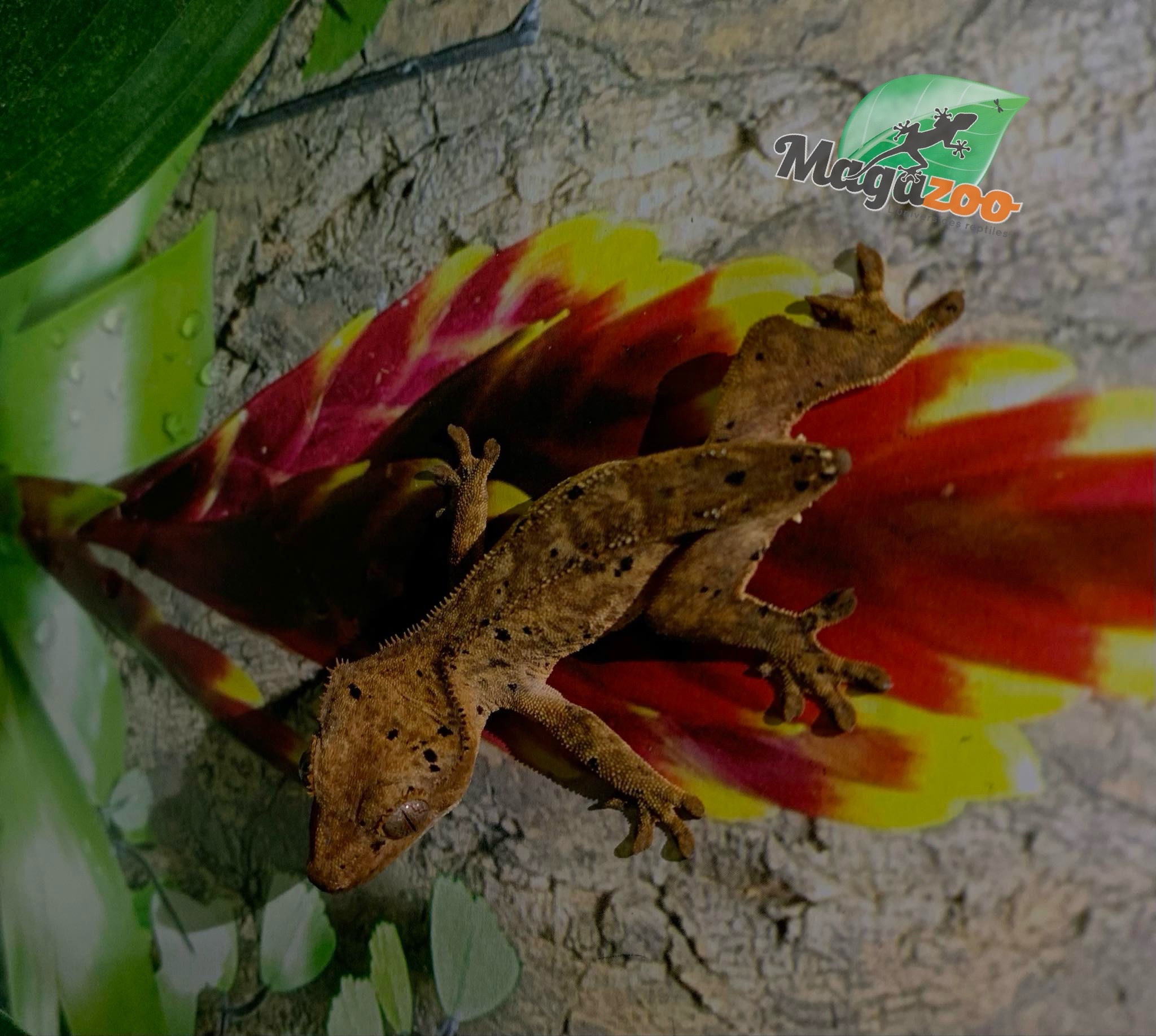 Magazoo Gecko à crête Dalmatien Juvénile (pas de queue) #5 Adoption - 2ième chance