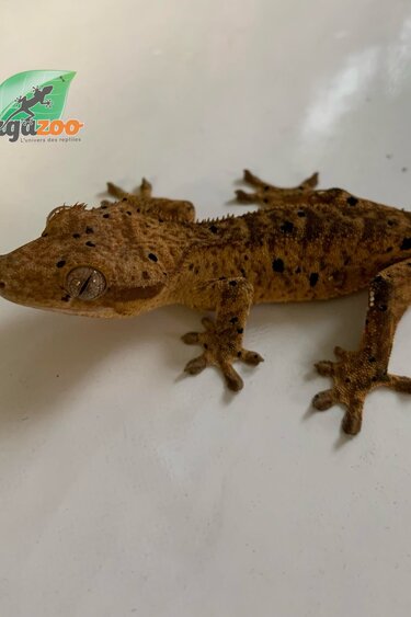 Magazoo Gecko à crête Dalmatien Juvénile (pas de queue) #4
