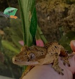 Magazoo Gecko à crête Dalmatien Juvénile (pas de queue) #4 / Adoption - 2ième chance