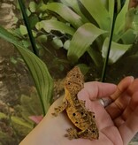 Magazoo Gecko à crête Dalmatien Juvénile (pas de queue) #4 / Adoption - 2ième chance