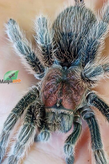 Magazoo Mygale rosée du Chili Femelle 3.5'' / Grammostola rosea