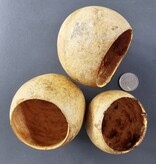 La Swamp LA SWAMP 21381 Gousses de béal (3x)