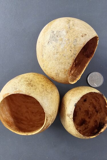 La Swamp LA SWAMP 21381 Gousses de béal (3x)