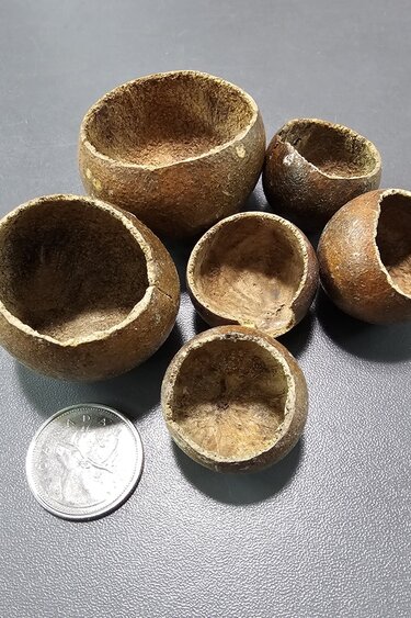 La Swamp LA SWAMP 21480 Gousses de Kuchipal (6x)