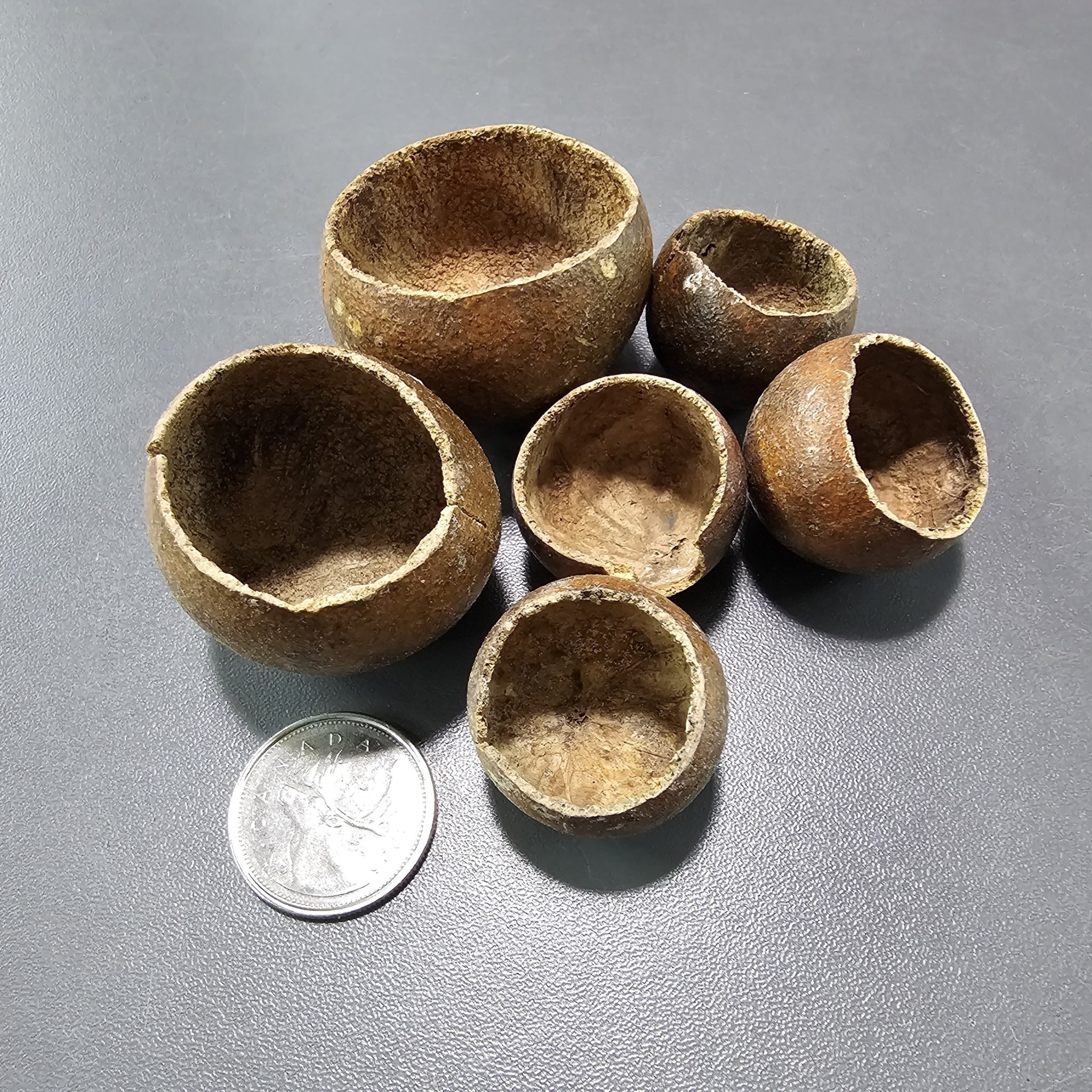 La Swamp LA SWAMP 21480 Gousses de Kuchipal (6x)