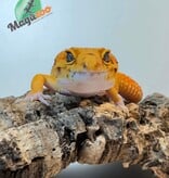 Magazoo Gecko léopard Raining Tornado (rainwater) 23/7/23 Mâle
