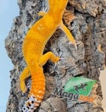 Magazoo Gecko léopard Raining Tornado (rainwater) 23/7/23 Mâle
