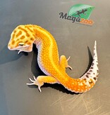 Magazoo Leopard gecko Female redstripe 8/24/23