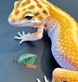 Magazoo Leopard gecko Female redstripe 8/24/23