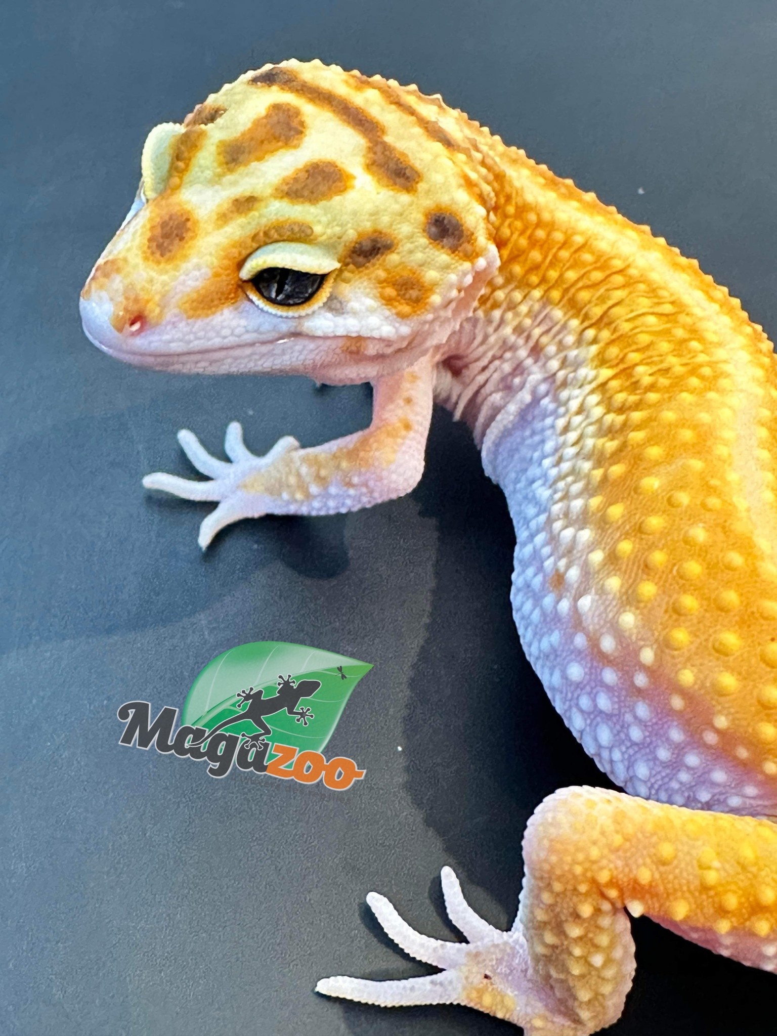 Magazoo Gecko léopard redstripe femelle 24/8/23