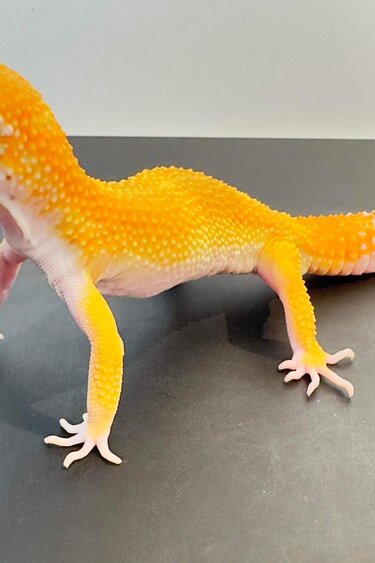 Magazoo Gecko léopard Super Hypo Tangerine 25/6/23 Mâle