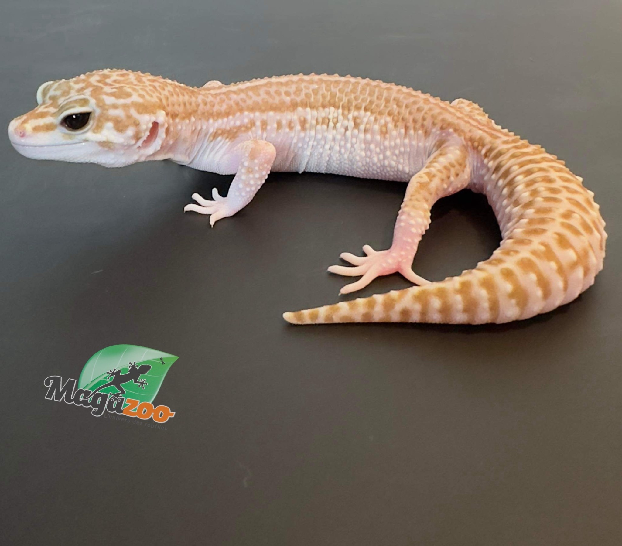 Magazoo Gecko léopard Super macksnow femelle 7/8/23