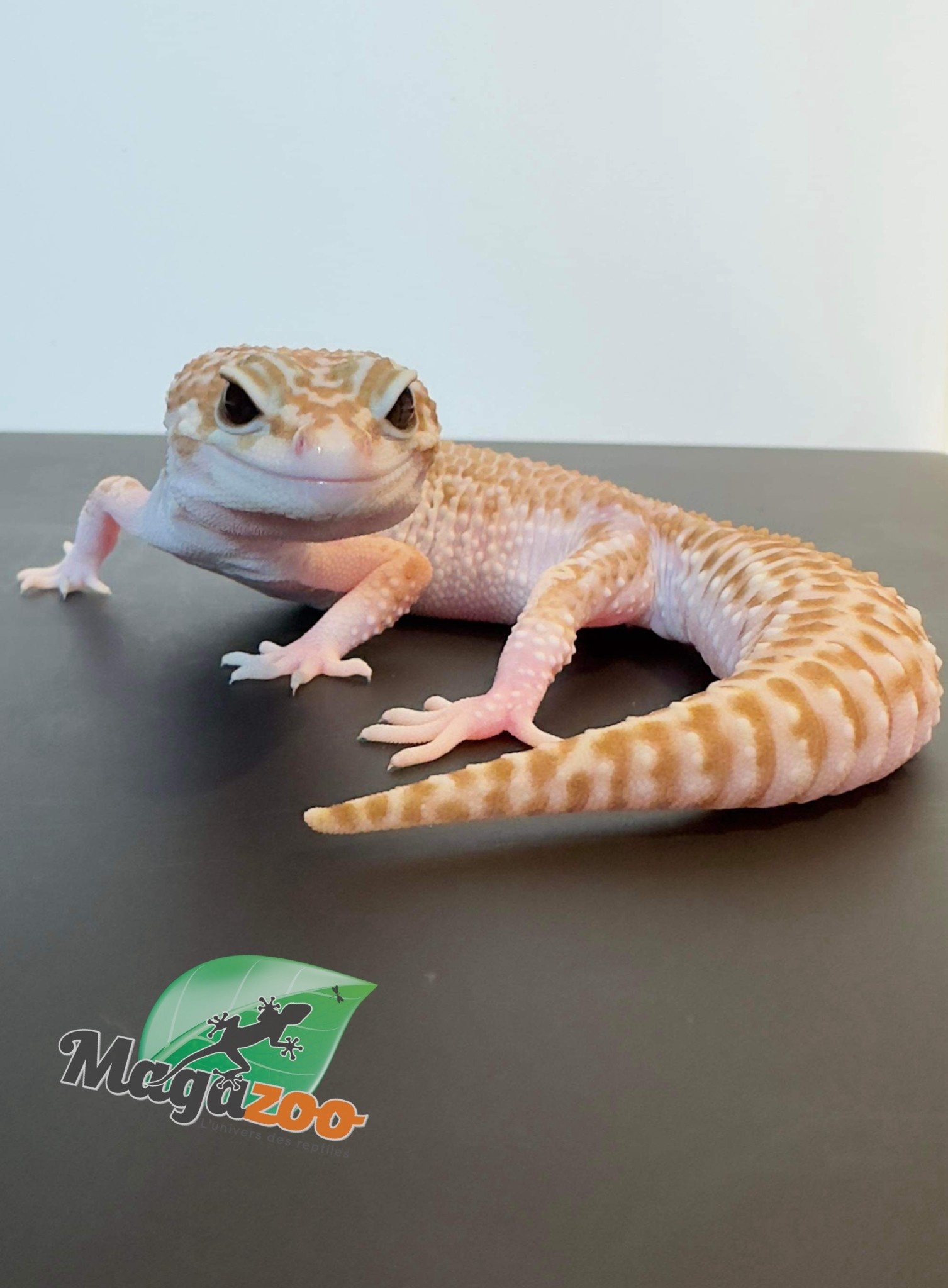 Magazoo Gecko léopard Super macksnow femelle 7/8/23