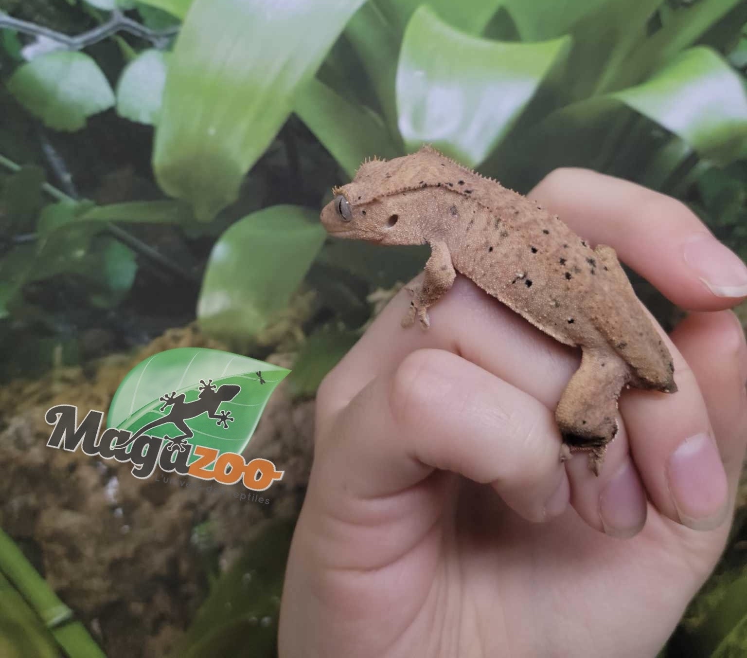 Magazoo Gecko à crête Dalmatien Juvénile (pas de queue) #2 / Adoption - 2ième chance