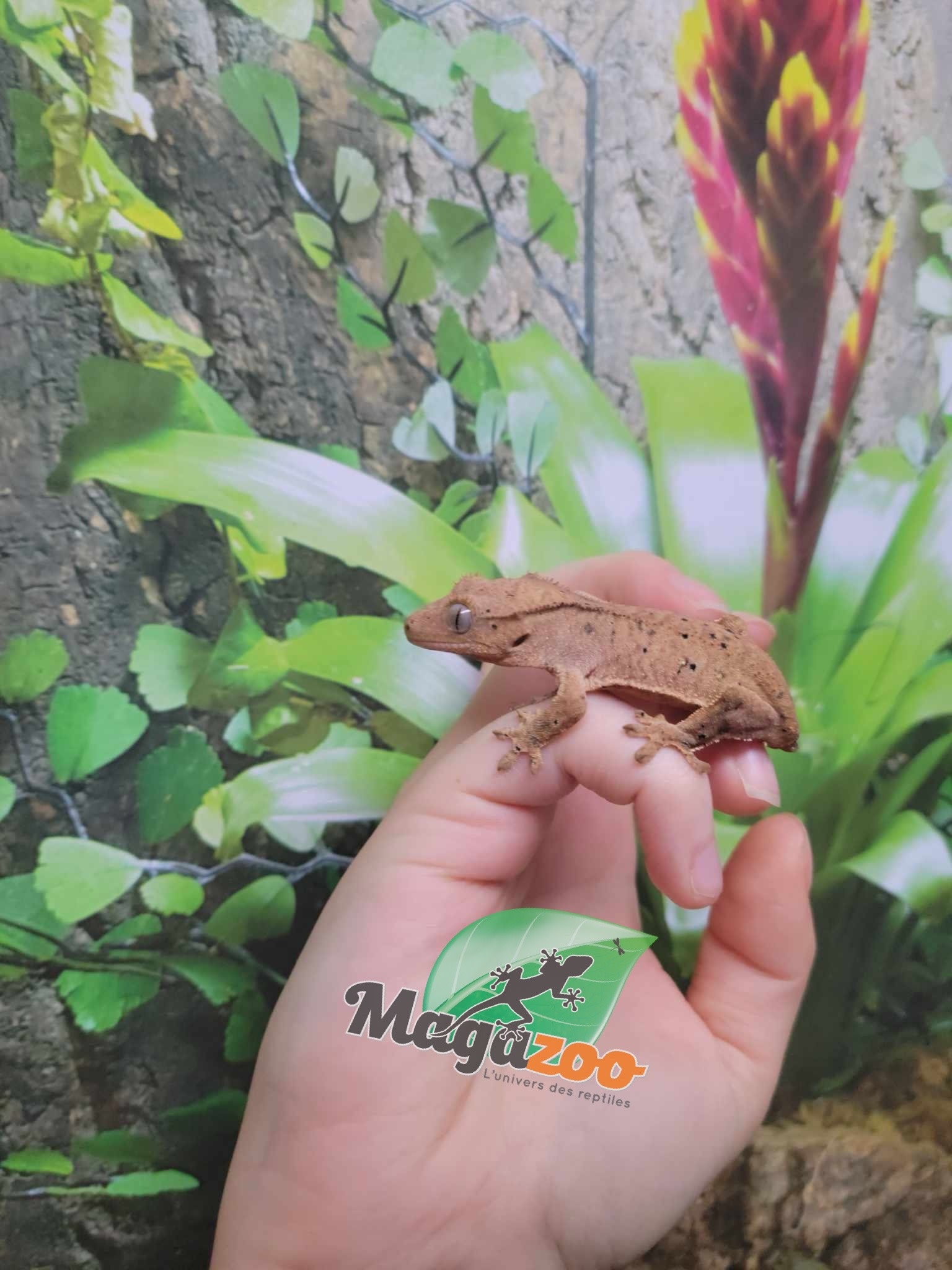 Magazoo Gecko à crête Dalmatien Juvénile (pas de queue) #2 / Adoption - 2ième chance