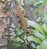 Magazoo Pinstripe Dalmatian Male Juvenile Crested Gecko