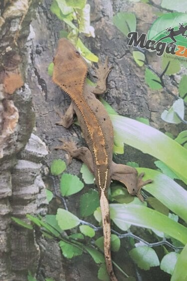 Magazoo Gecko à crête Pinstripe Dalmatien Mâle Juvénile