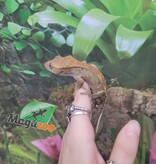 Magazoo Gecko à crête Pinstripe Dalmatien Mâle Juvénile