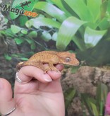 Magazoo Gecko à crête Dalmatien Juvénile  #3