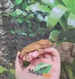 Magazoo Gecko à crête Dalmatien Juvénile  #3
