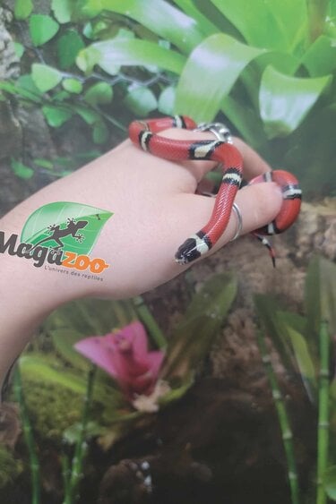 Magazoo Serpent laitier Nelson #1