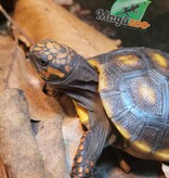 Magazoo Baby Cherry head Red-footed Tortoise #1