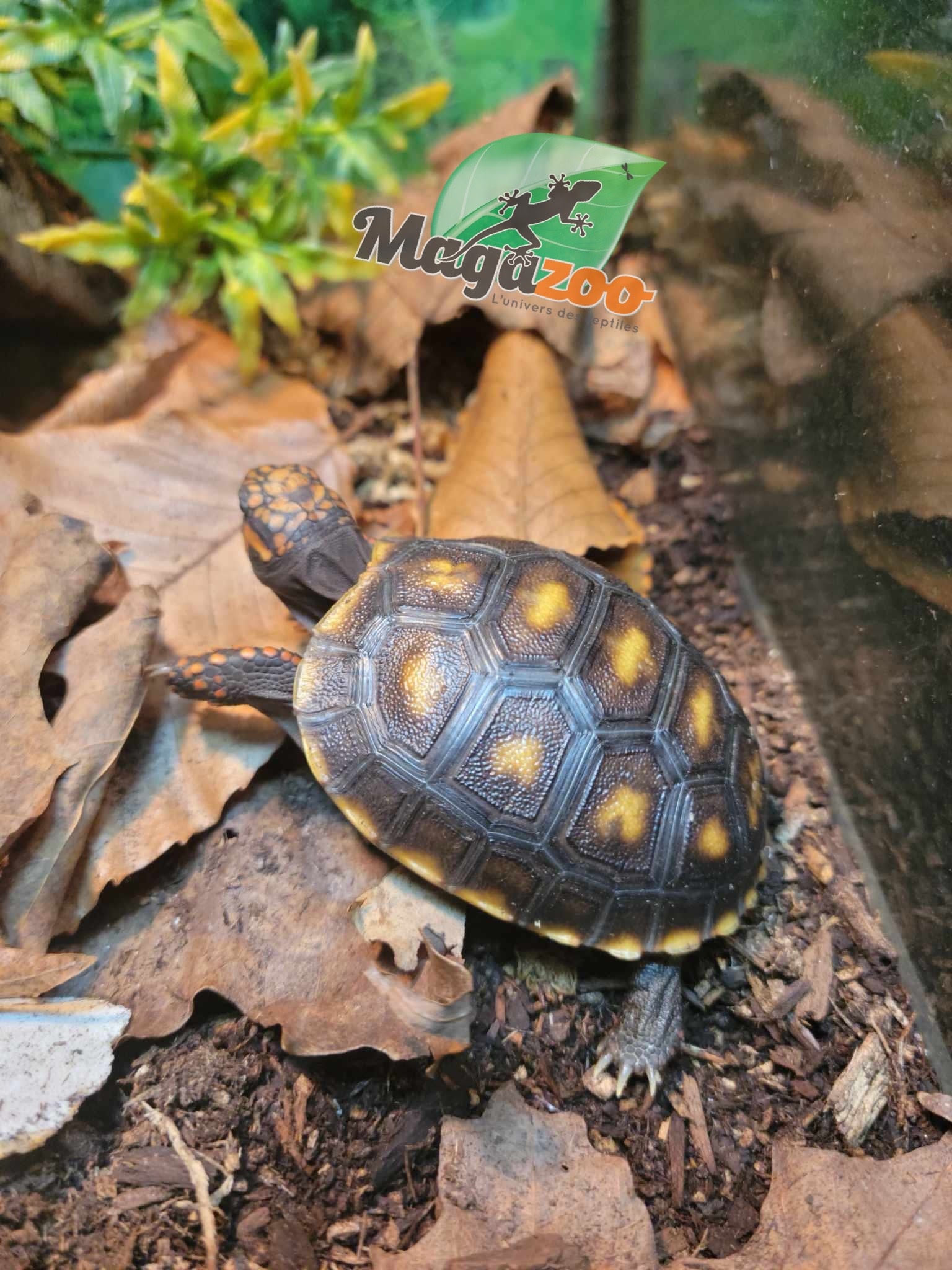 Magazoo Baby Cherry head Red-footed Tortoise #1