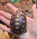 Magazoo Baby Cherry head Red-footed Tortoise #2