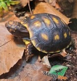 Magazoo Baby Cherry head Red-footed Tortoise #2