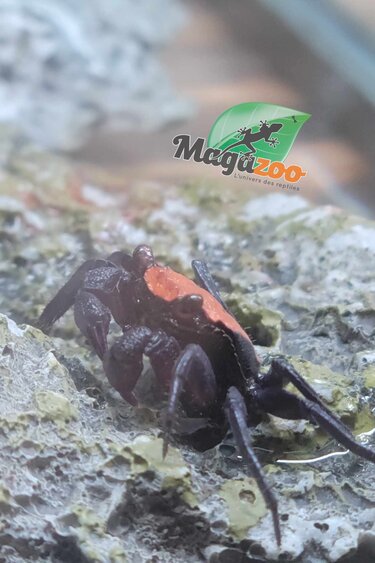 Magazoo Crabe Vampire / Crab Orange Black ( Geosesarma cf. rouxi)