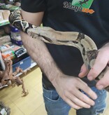 Magazoo Colombian Boa Constrictor Adult (7') / 2nd chance adoption