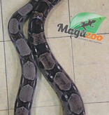 Magazoo Colombian Boa Constrictor Adult (7') / 2nd chance adoption
