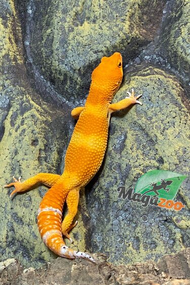 Magazoo Mandarin Blood Leopard Gecko 7/18/23 Male