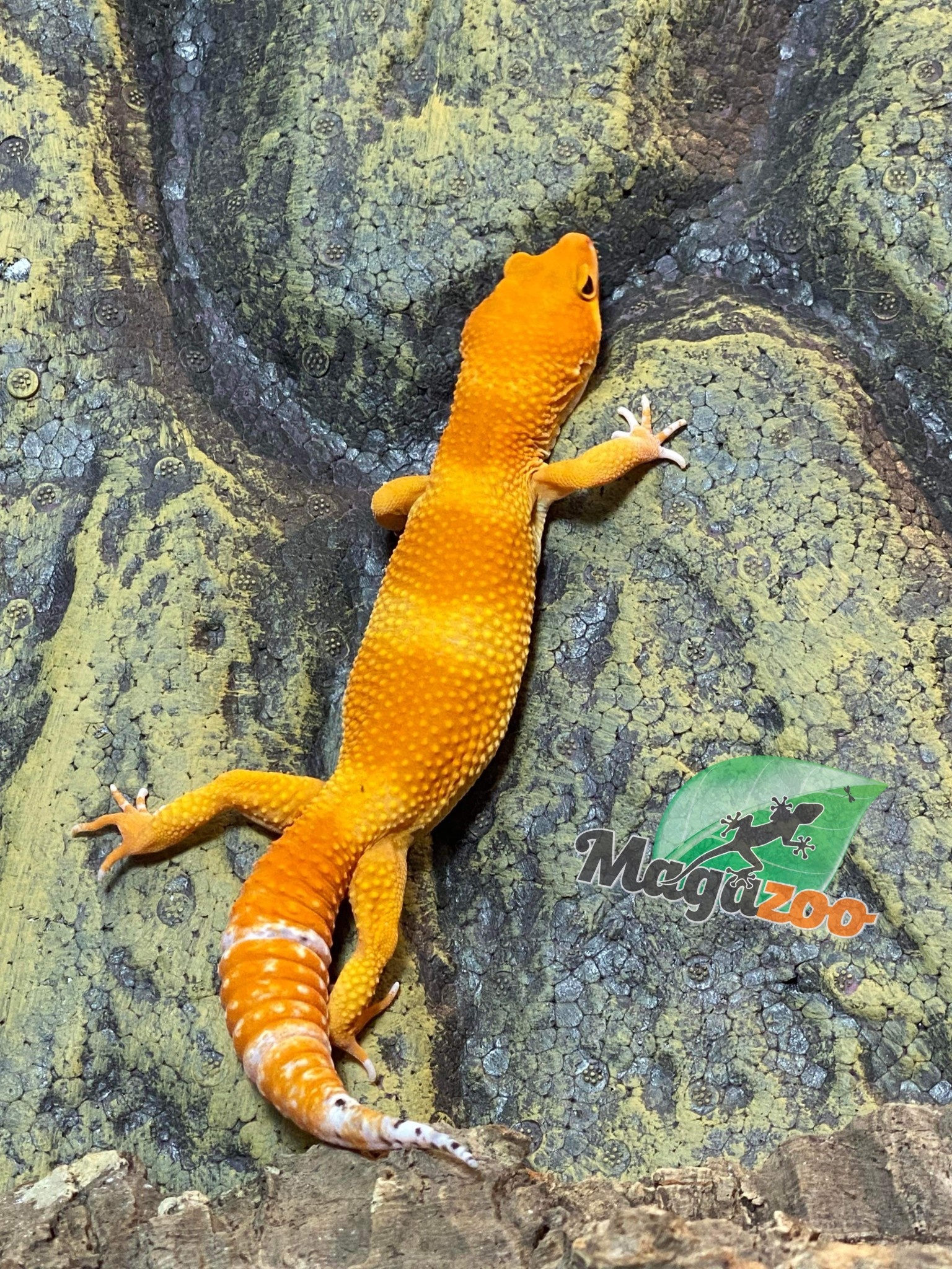 Magazoo Mandarin Blood Leopard Gecko 7/18/23 Male