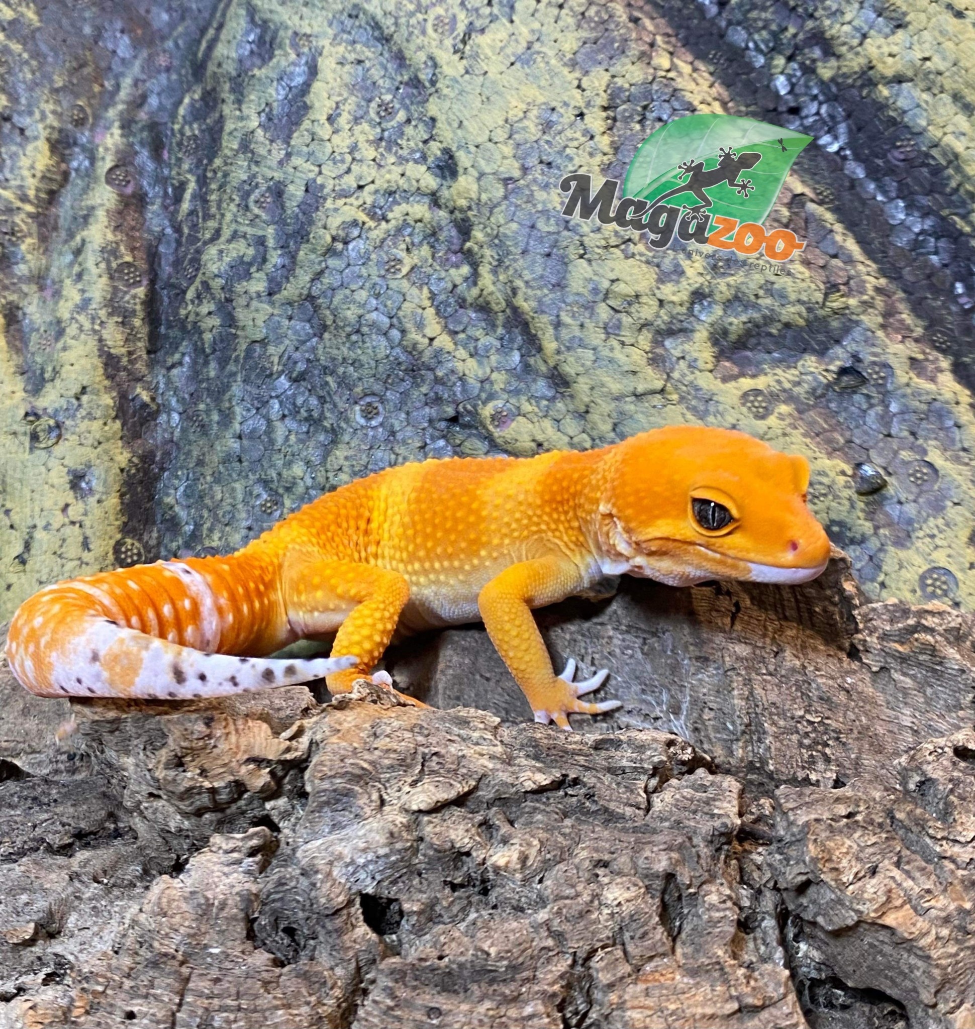 Magazoo Gecko léopard Mandarin Blood 18/7/23 Mâle