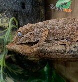 Magazoo Female Adult Reticulated Gargoyle Gecko
