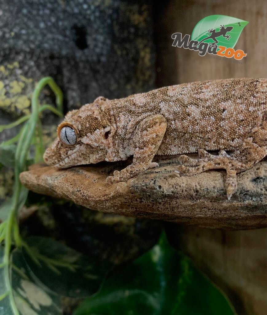 Magazoo Female Adult Reticulated Gargoyle Gecko