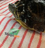 Magazoo Adult Female (10''+) Yellow-bellied turtle  / Adoption-2nd chance