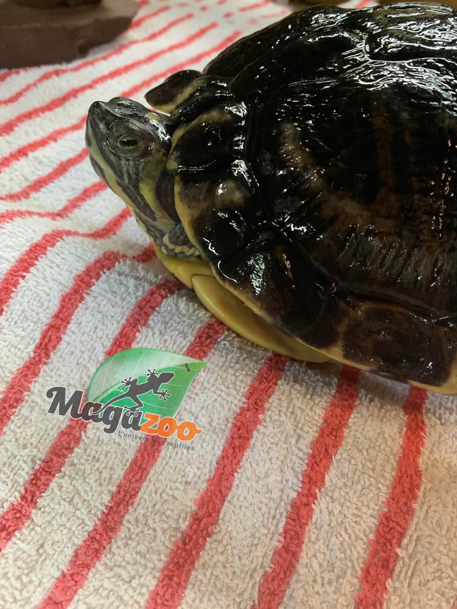 Magazoo Adult Female (10''+) Yellow-bellied turtle  / Adoption-2nd chance