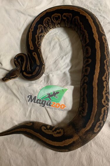 Magazoo Black pastel 66% Double het Hypo Pied Female Ball Python