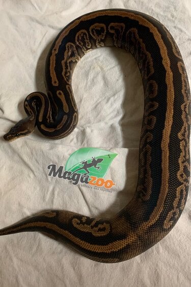 Magazoo Python royal black pastel 66% Double het Hypo Pied femelle